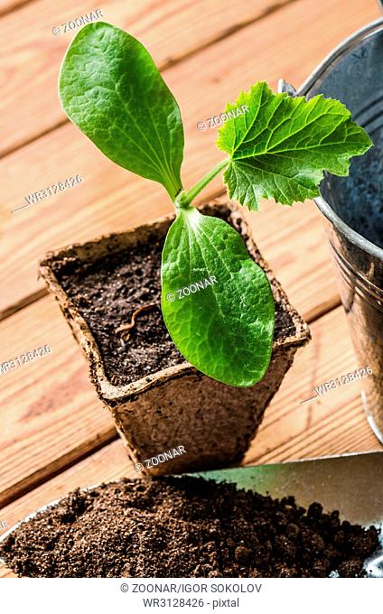 Seedlings zucchini and garden tools on a wooden surface