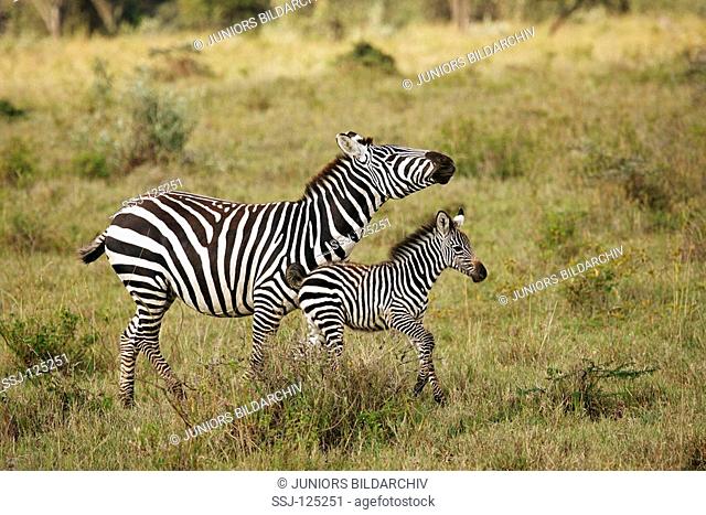 Grant's zebra with cub / Equus quagga boehmi