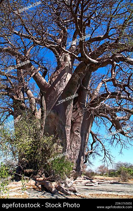 Chapman's Baobab, einer der größten Affenbrotbäume Botswanas, geschätzt 2500 Jahre, Makgadikgadi-Salzpfannen, the famous Chapman's Baobab, Botsuana