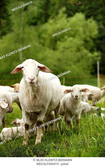 Domestic sheep, Ovis orientalis aries, and lambs on meadow