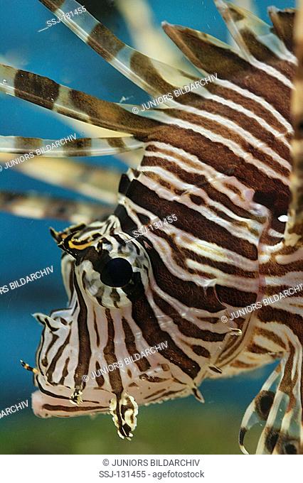broadbarred firefish / Pterois antennata