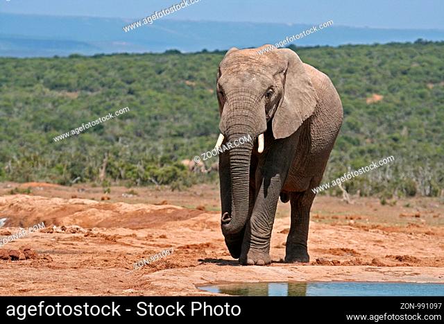 Elefant, Einzeltier am Wasserloch, Südafrika