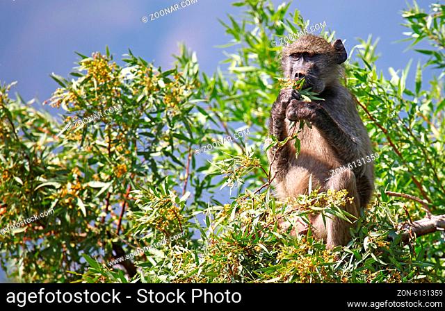 Pavian sitzt im Baum, Marakele-Nationalpark, Südafrika; baboon sitting in a tree, Marakele National park, South Africa