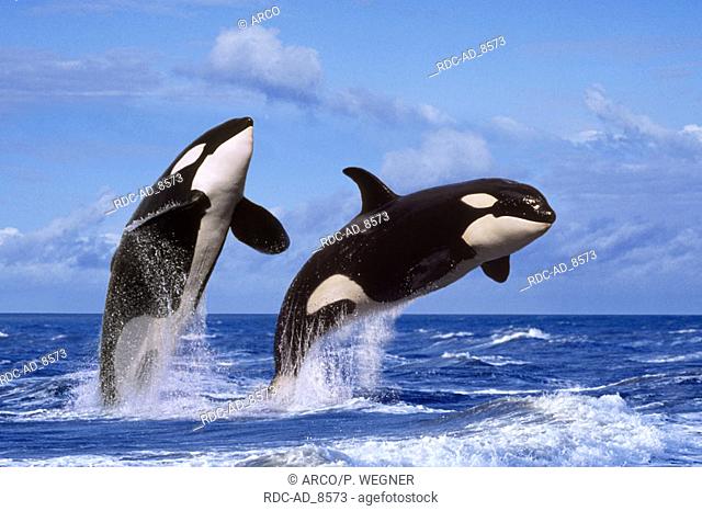 Killerwhales Orcinus orca