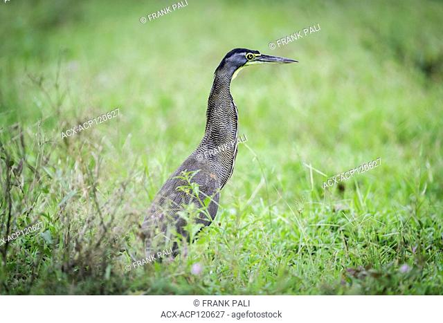 The bare-throated tiger heron (Tigrisoma mexicanum) is a wading bird of the heron family, Ardeidae, found from Mexico to northwestern Colombia