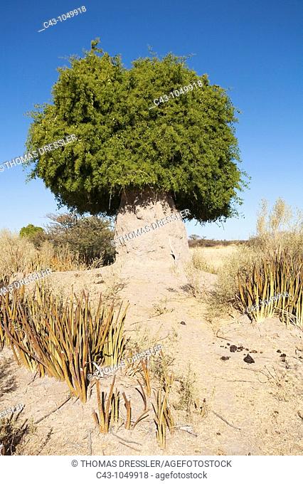 Mustard bush, also called Toothbrush Tree Salvadora persica - Grew on and around a termite hill  Owamboland, Omusati region, northern Namibia