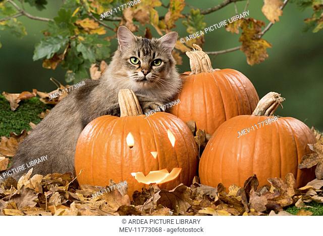 Cat Black tipped Tiffanie, with Pumpkins
