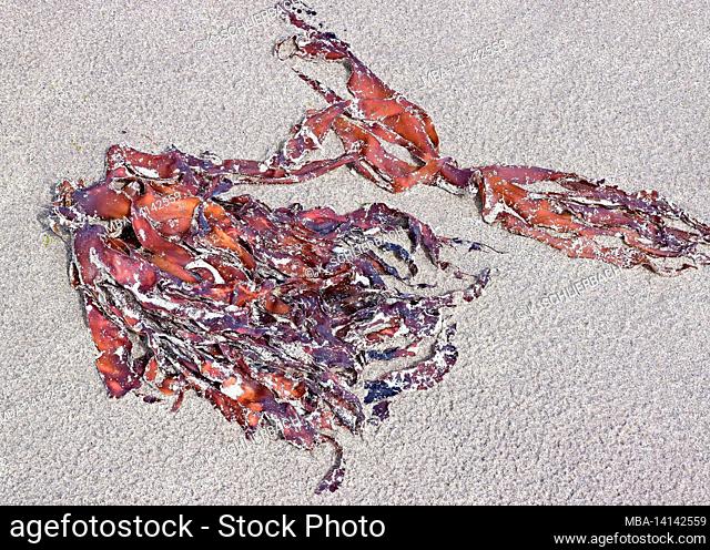 europe, northern ireland, county antrim, causeway coast, intertidal zone, red-colored thong on sandy beach