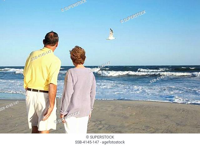 Couple watching flying bird on the beach, Far Rockaway, Queens, New York City, New York State, USA