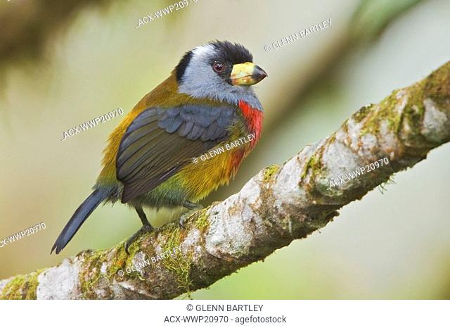 Toucan Barbet Semnornis ramphastinus perched on a branch at the Mindo Loma reserve in northwest Ecuador