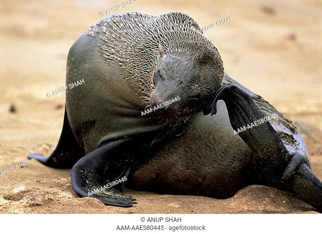 Fur Seal scratching (Arctocephalus pusillus) Cape Cross Seal Reserve, Namibia