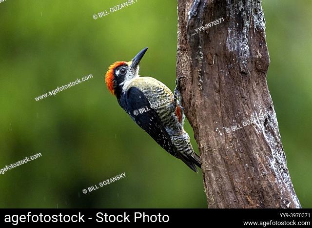 Male Black-cheeked woodpecker (Melanerpes pucherani) - La Laguna del Lagarto Eco-Lodge, Boca Tapada, Costa Rica