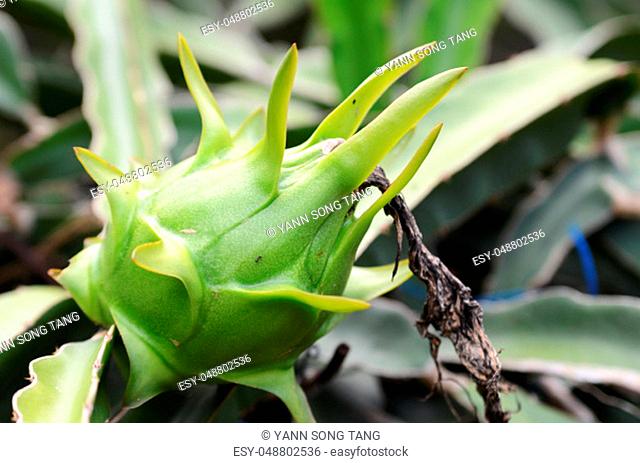 Green dragon fruit (Pitaya Pitahaya) on the branch