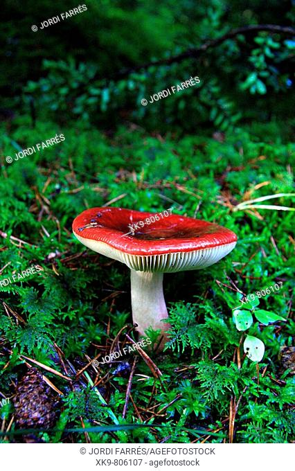 Mushroom in forest in October