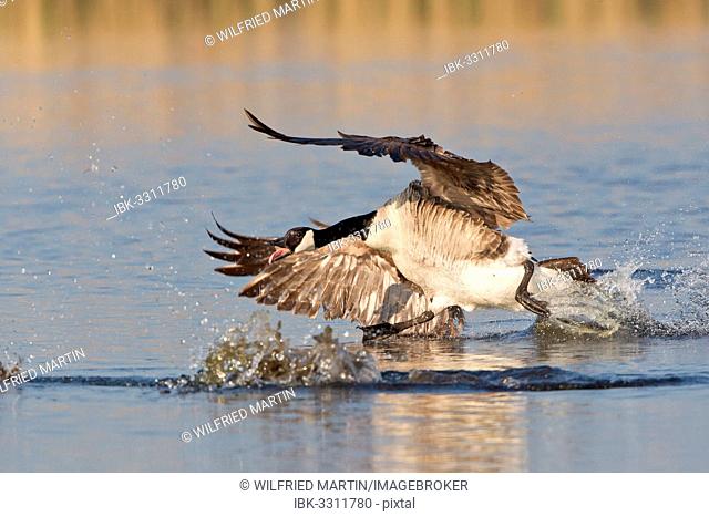 Canada Goose (Branta canadensis) chasing rival, North Rhine-Westphalia, Germany