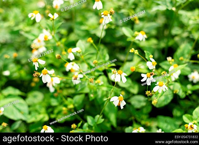 landscape of small white flower background with copyspace