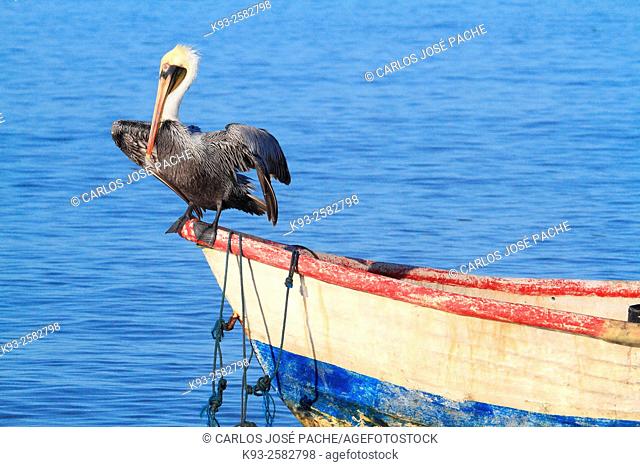 Pelicano pardo Pelecanus occidentalis en el pafícico sur de Costa Rica
