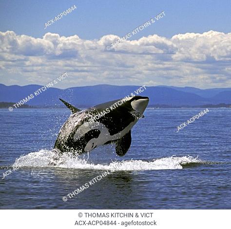 Orca/Killer Whale Orcinus orca breaching, summer, Haro Strait between BC, Canada & WA, USA