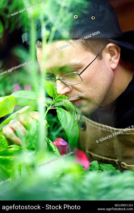 Man smelling vegetable plants in restaurant