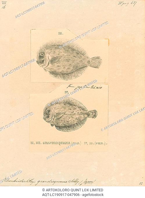Rhomboidichthys grandisquama, Print, 1700-1880