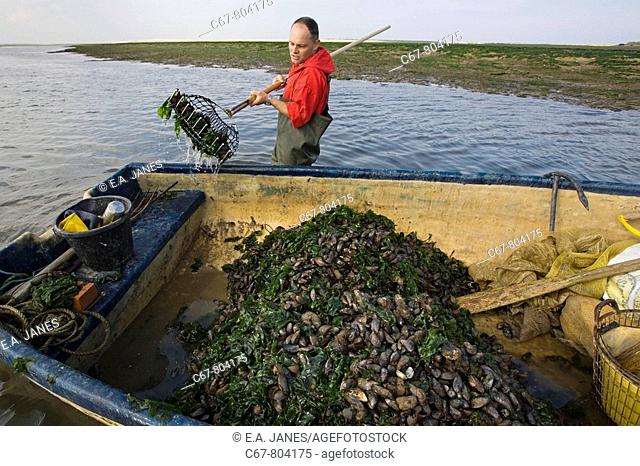 Harvesting Mussels in Blakeney Harbour Norfolk September