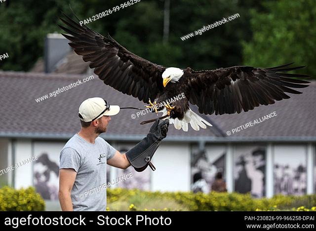 16 August 2023, North Rhine-Westphalia, Detmold: A bald eagle flies to its falconer Benjamin Aschmann on the grounds of the Adlerwarte Berlebeck
