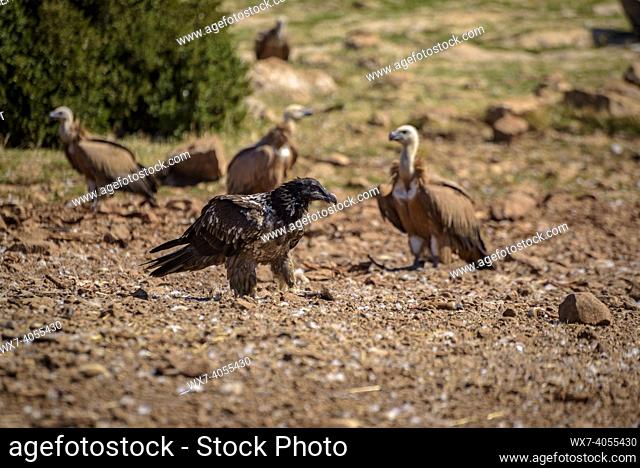 Vultures in the Boumort range (Lleida Pyrenees, Catalonia, Spain)