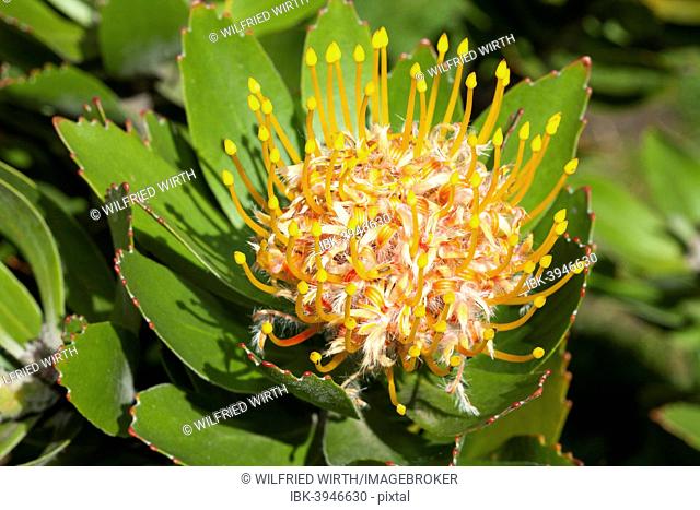Tree Pincushion or Pincushion Protea (Leucospermum conocarpodendron)