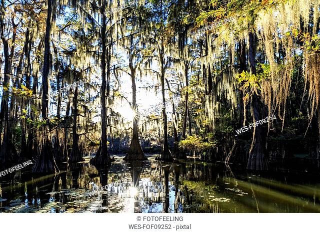 USA, Texas, Louisiana, Caddo Lake State Park, Saw Mill Pond, bald cypress forest