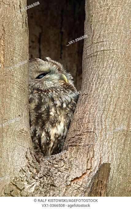 Tawny Owl / Waldkauz (Strix aluco) perchend, resting, roosting in its nest hole, watching out of a tree hollow, natural surrounding, wildlife, Europe