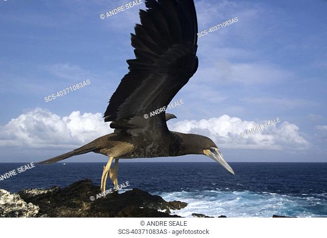 Brown booby, Sula leucogaster, flying, St Peter and St Paul's rocks, Brazil, Atlantic Ocean