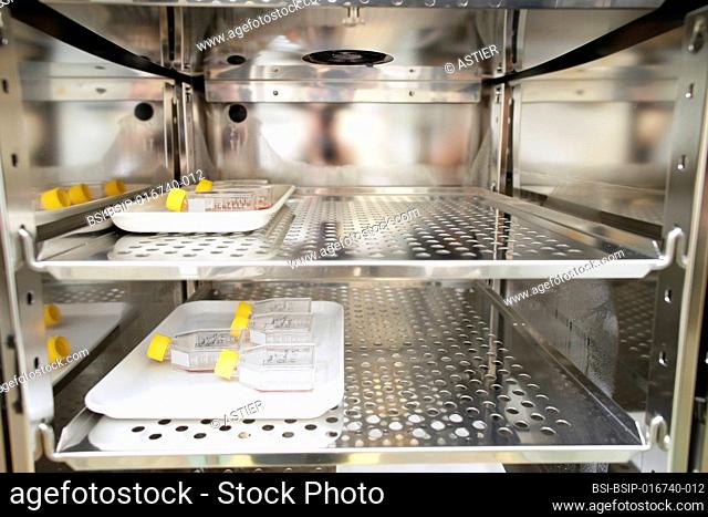 Cytogenetics laboratory, incubating samples of amniotic fluid