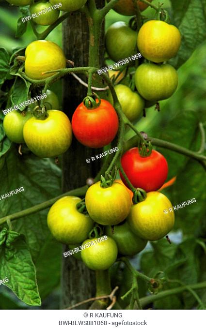 garden tomato Solanum lycopersicum, Lycopersicon esculentum, tomato plant, red and green fruits