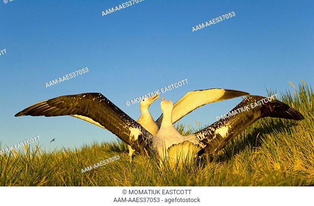Wandering Albatross (Diomedea exulans) adults spreading wings, dancing, displaying, courting during mating season, mountains, tussock grass