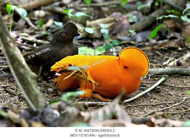 Guianan Cock-of-the-rock - male & female courtship (Rupicola rupicola)