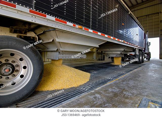 Big rig truck emptying corn at conveyor at ethanol production plant, Richardton, North Dakota