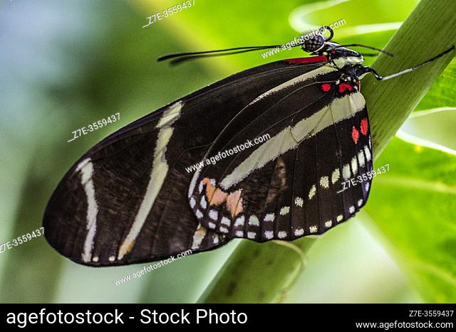 Macro ventral view of a zebra longwing butterfly (Heliconius charithonia) perched on a host plant. Florida, U. S. A. , North America