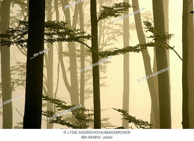 Misty beech forest, Sidonie, White Carpathian mountains protected landscape area, Bile Karpaty, Moravia, Czech Republic, Europe