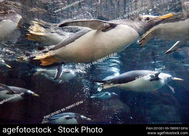 01 October 2020, Hamburg: Gentoo penguins swim during a press event in the Arctic Ocean at the Hagenbeck Zoo. The aviary and the Antarctic Penguin enclosure is...
