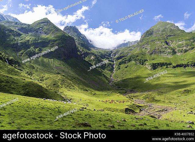 Hourgade Peak, herd of cows grazing on L'Ourtiga, Luchon, Pyrenean mountain range, France