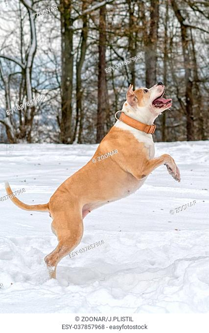 Staffordshire bull terrier in the jump