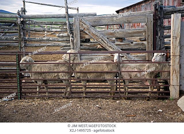 Ely, Nevada - Sheep being moved to market on Hank Vogler's Need More Sheep ranch  Vogler raises sheep in north Spring Valley