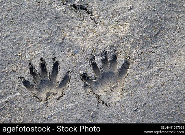 Raccoon (Procyon lotor), tracks in sandy soil. Germany