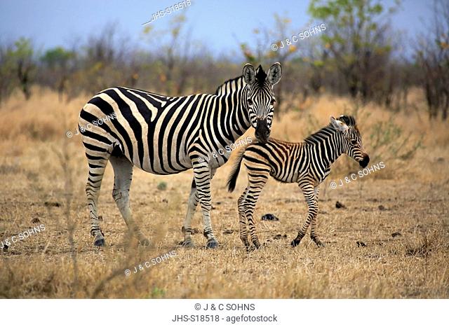 Plains Zebra Burchell, (Equus quagga burchelli), adult female with young, Kruger Nationalpark, South Africa, Africa
