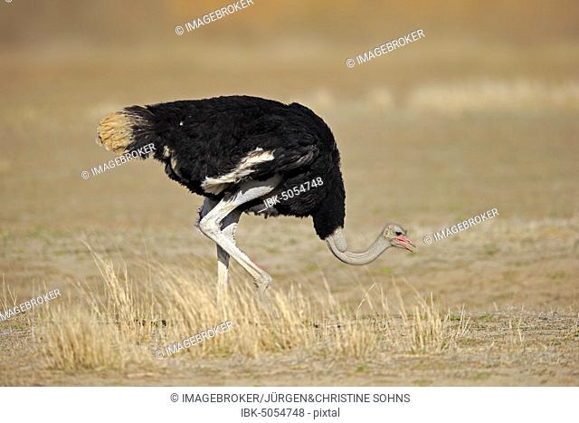 South African Ostrich (Struthio camelus australis), adult, male, food search, Mountain Zebra National Park, Eastern Cape, South Africa, Africa