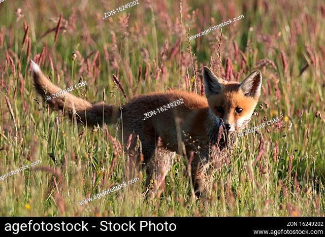 red fox (Vulpes vulpes), fox cub standing in a meadow