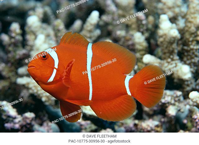 INDO, Spinecheek clownfish (Premnas biaculeatus) side view C1941