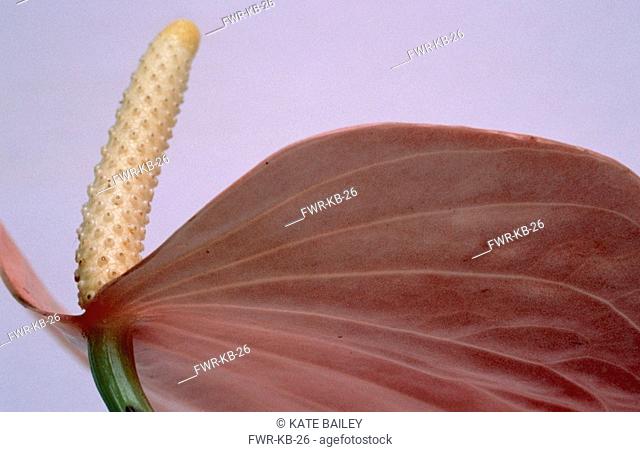 Anthurium andraeanum, Painter's palette