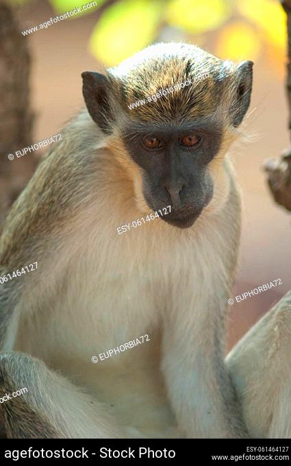 Green monkey Chlorocebus sabaeus in Niokolo Koba National Park. Tambacounda. Senegal