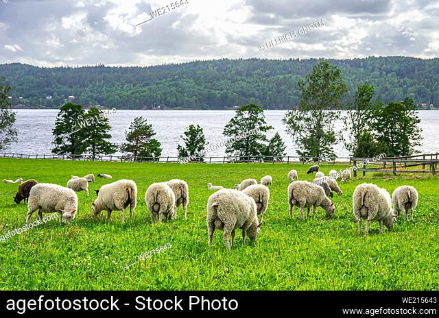 Grazing flock of sheep on a meadow by a lake near Högsbyn in Dalsland, Västra Götalands län, Sweden